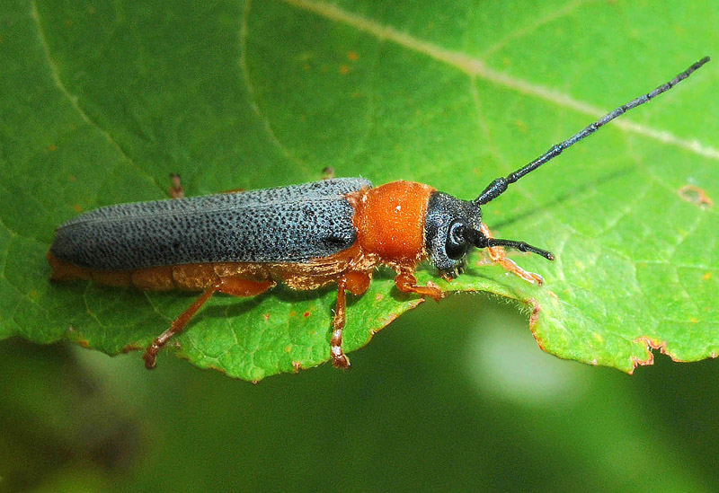 Cerambycidae da conf: Oberea oculata